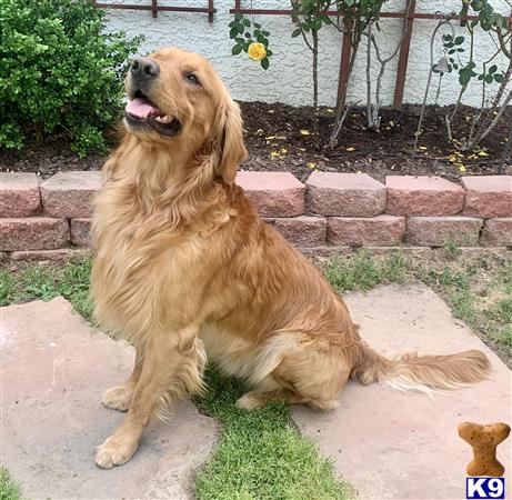 Golden Retriever stud dog